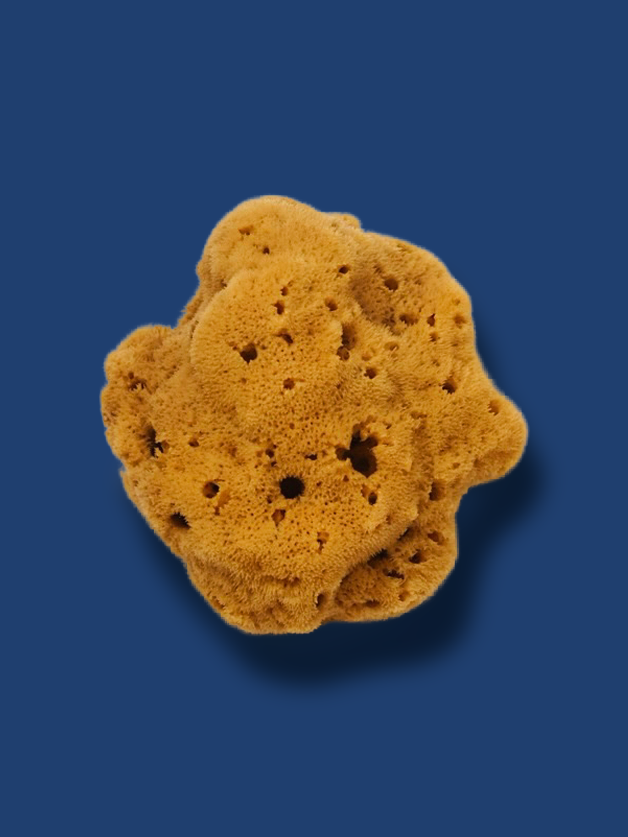 SEA SPONGE Small